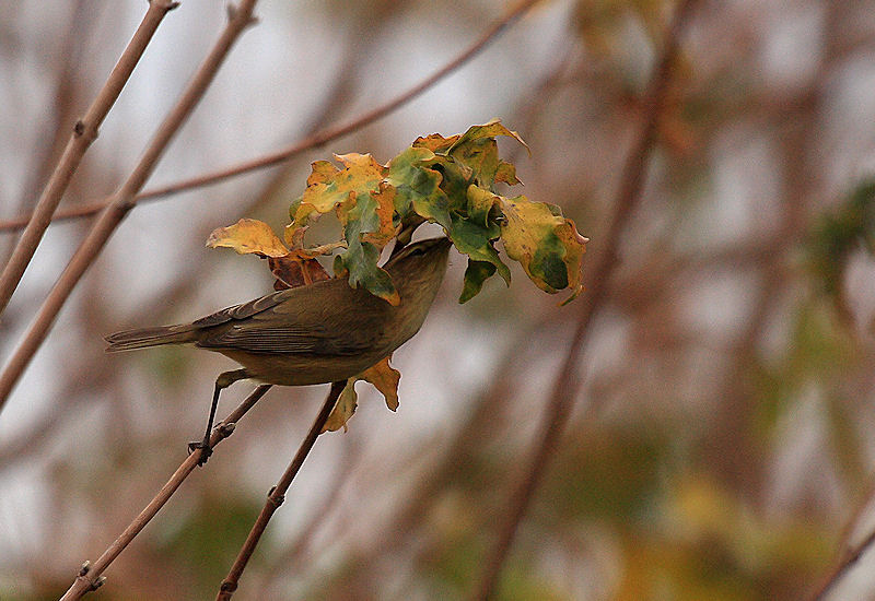 identificare